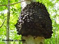 Inonotus obliquus-amf1557